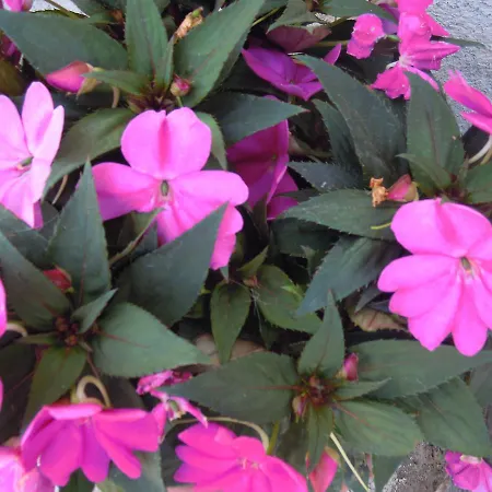 Couette-café Ristorante Grotta Del Romito Papasidero