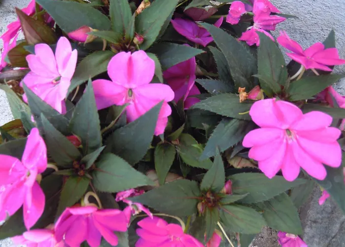 Frühstückspension Ristorante Grotta Del Romito Papasidero